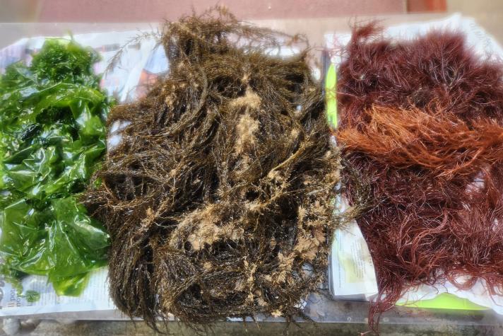 Algae Scope porta le alghe contro i PFAS e vince l’Eni Joule 2026